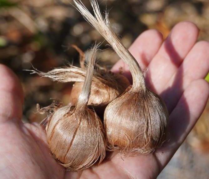 Crocus Sativus bulbs
